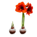 Snow Flecked Waxed Amaryllis Bulb - Red (2 Plants per Pack), Easy Care - No Watering Needed! Beautiful Live Decor